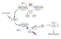 In RAS mutated MM, activating mutations in RAS proteins inhibit GTPase activity resulting in constitutive activation of RAS downstream effector pathways including GCK. The inhibition of GCK induces IKZF1 degradation independent of CRBN.